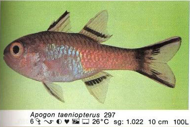 Apogon taeniopterus